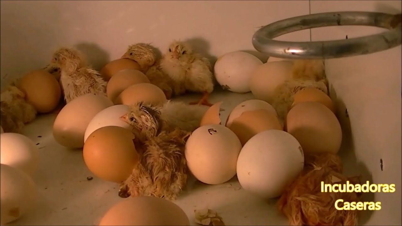 reporte Humanista Penetración Incubation process of chicken eggs in home incubator. - YouTube
