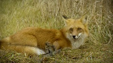 Old School: Where to set traps at a farm near suburban areas