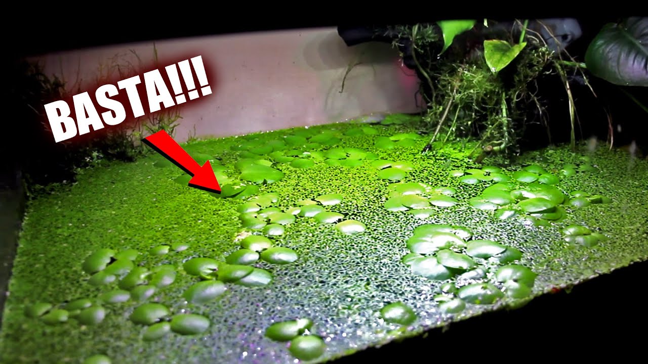 ODIO la Lemna Minor!