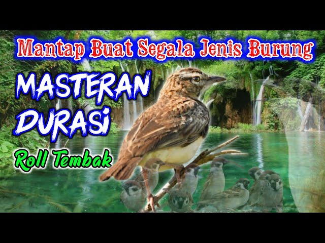 MASTERAN BURUNG cendet murai batu cucak hijau Kacer || suara burung gereja tarung class=