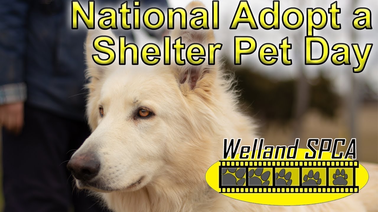 national adopt a shelter pet day