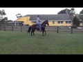 Paso Fino Hijo de Maraquero La Rosa