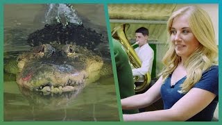 Alligator ROARS at Tuba Player! | BBC Earth Unplugged