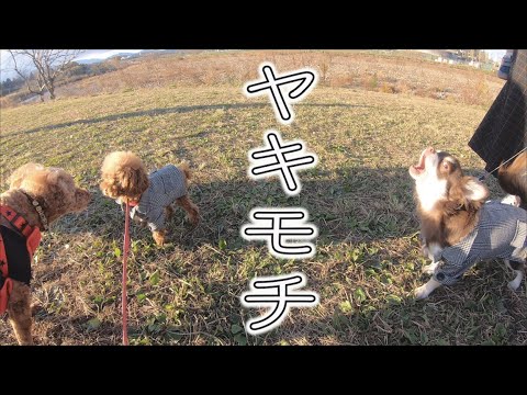 他の犬と仲良くする先住犬にやきもちを妬く弟犬が激しかったww Youtube