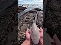 Something Was Moving Around This Baby Shark