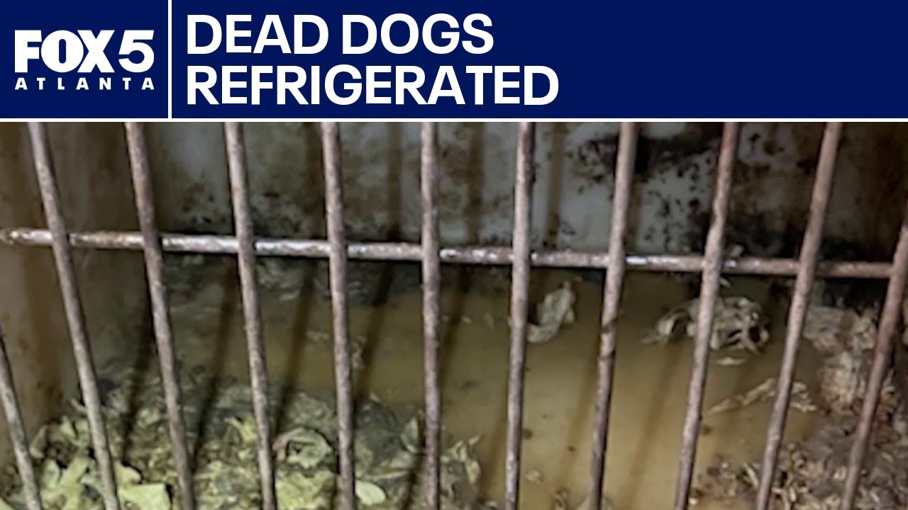 Two women arrested in Gwinnett animal cruelty case | FOX 5 News - YouTube