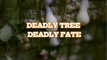 The Poison Arrow Tree: Nature