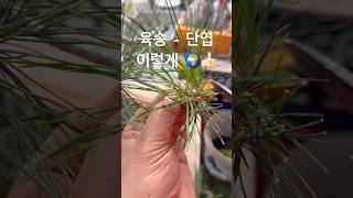 육송 - 단엽🍀10569🍀🥳#분재 #bonsai #파주 #지광원  #파주이광수 #kimuramasahiko #나무이야기#worldtourbonsai🌳⛳️🌏