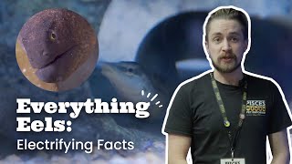 Everything Eels: Electrifying Facts | Pisces Pets