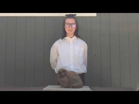 4-H Rabbit Showmanship