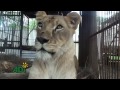 Lion Ark Diary 5: India