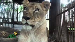 Lion Ark Diary 5: India