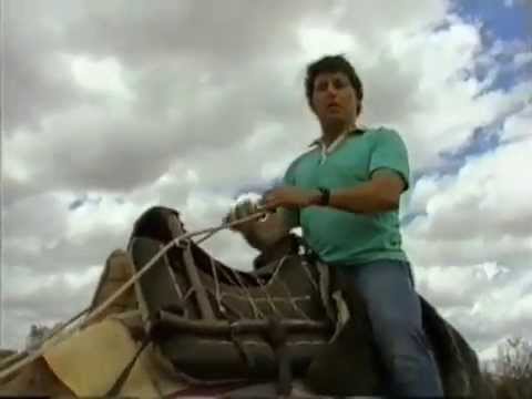 Camels in Australia