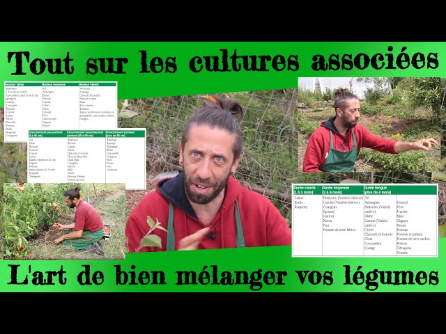 Les 3 légumes compagnons qui transforment votre potager : moins d’arrosage, plus de récoltes, adieu les maladies