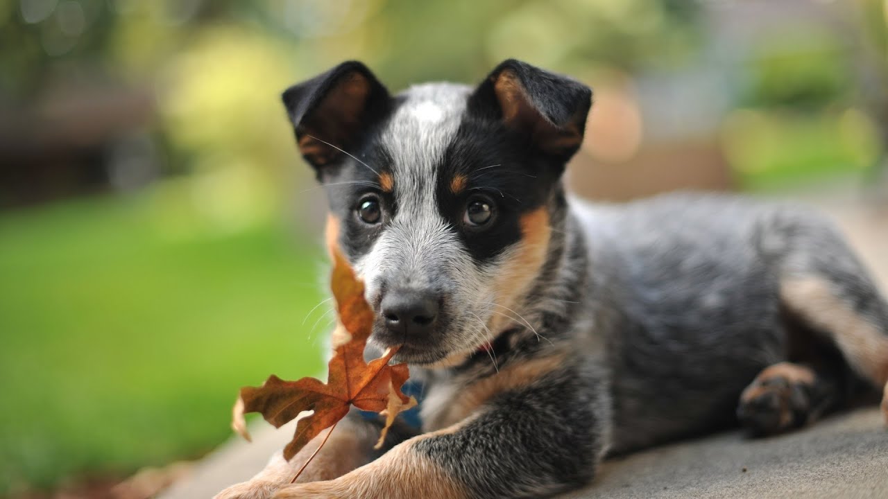 midwest cattle dog