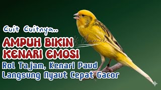 SUARA PANCINGAN BURUNG KENARI CUIT CUIT  BIKIN EMOSI COCOK UNTUK KENARI PAUD AGAR NYAUT CEPAT GACOR