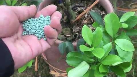 CHĂM SÓC QUẤT SAU KHI TRỒNG GIAI ĐOẠN 2