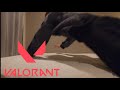 【Valorant】プロセカだけじゃなくてValorantも上手くなりたいもん！