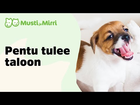 Video: Kuinka Myydä Pentu