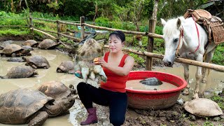 Download Lagu REWIND TIMELAPSE: 388 Days Catching A Lot of Giant Sea Turtles \u0026 Big Fish Go To Country Market Sell🐢 MP3