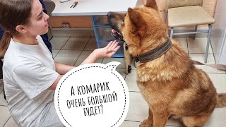 The dog Kub received a second vaccination and connected to the 6G network! Now he's really the owner