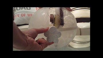 Useless Box Project   Video