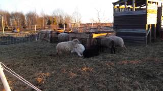 Livestock Guardian Dog scratching sheeps itch