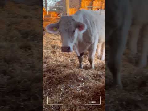 ⭕ CHAROLAIS CATTLE