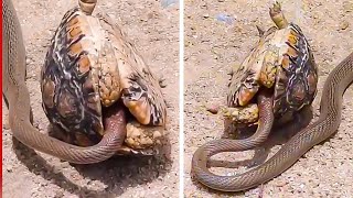 15 Times Snakes Messed With the Wrong Animal
