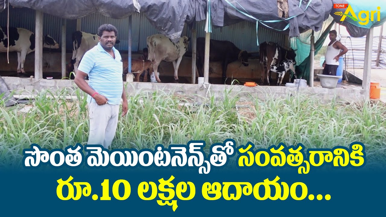 Bulls and Cow Dairy Farm Management | సొంత మెయింటనెన్స్‌తో సంవత్సరానికి రూ.10లక్షల ఆదాయం.. Tone Agri