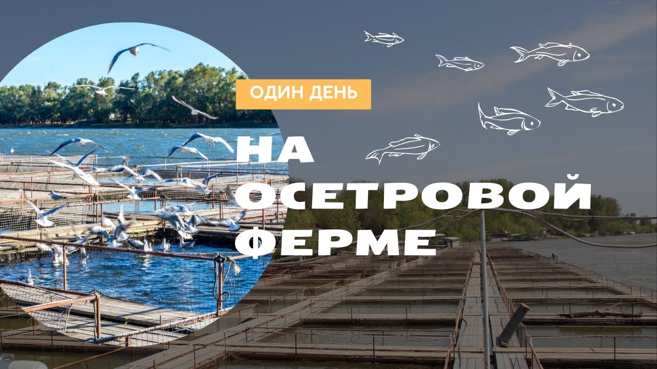 Один день на осетровой ферме Один день на осетровой ферме