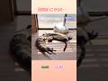 【猫あるある】日向ぼっこからの... #保護猫 #猫のいる暮らし #