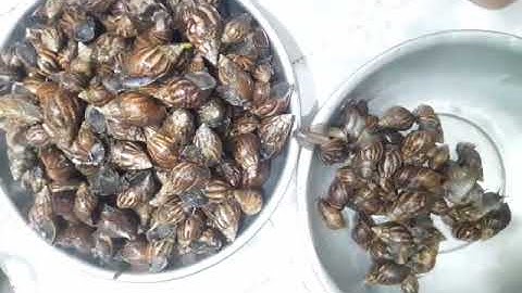 CÁCH SƠ CHẾ LÀM SẠCH NHỚT ỐC SÊN - Cuộc Sống Miền Tây/ # 6