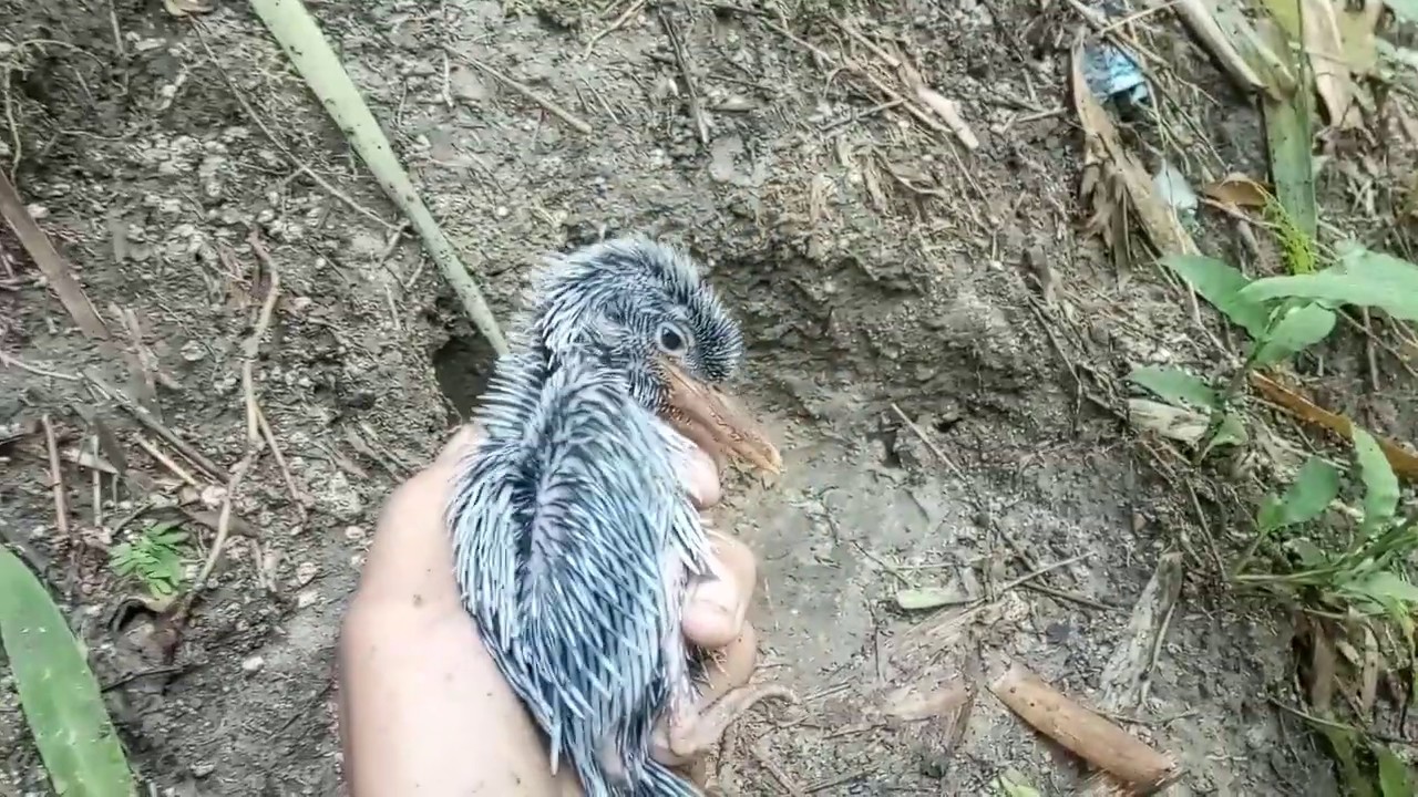 PART 1 SERU!!!Berburu Burung Tengkek Buto Anakan 👍 