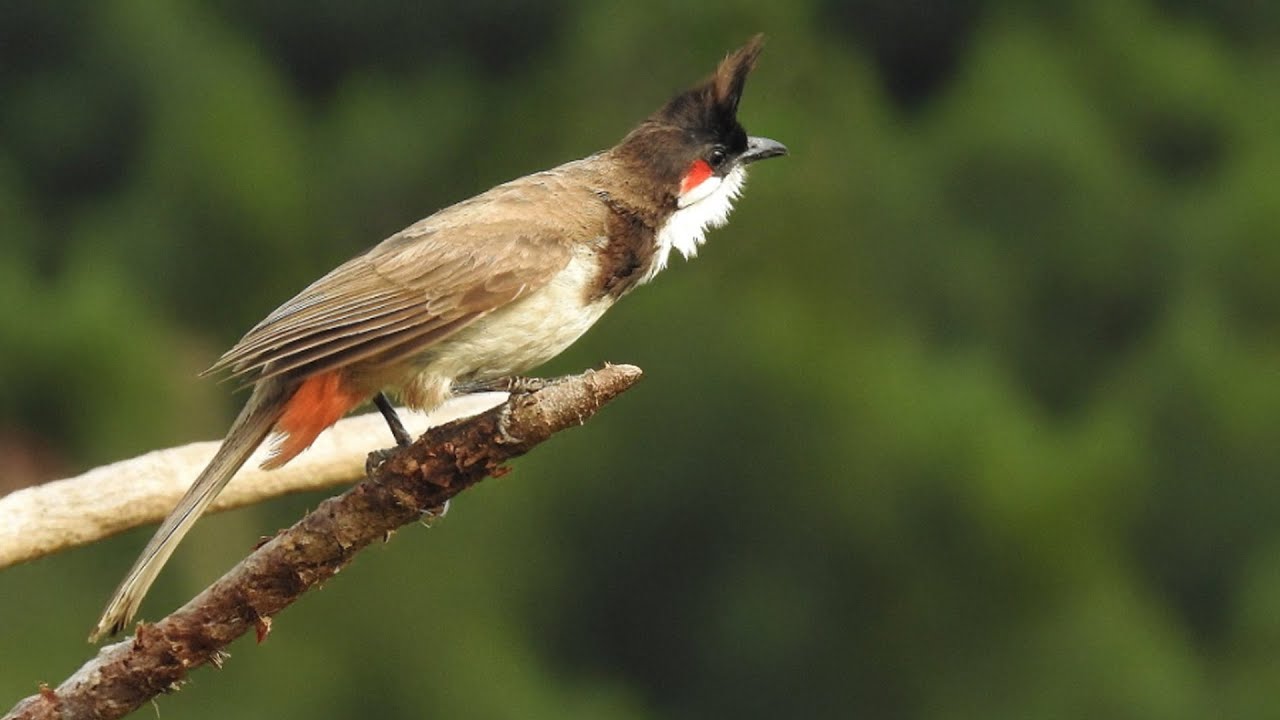 Red whiskered bulbul female - YouTube