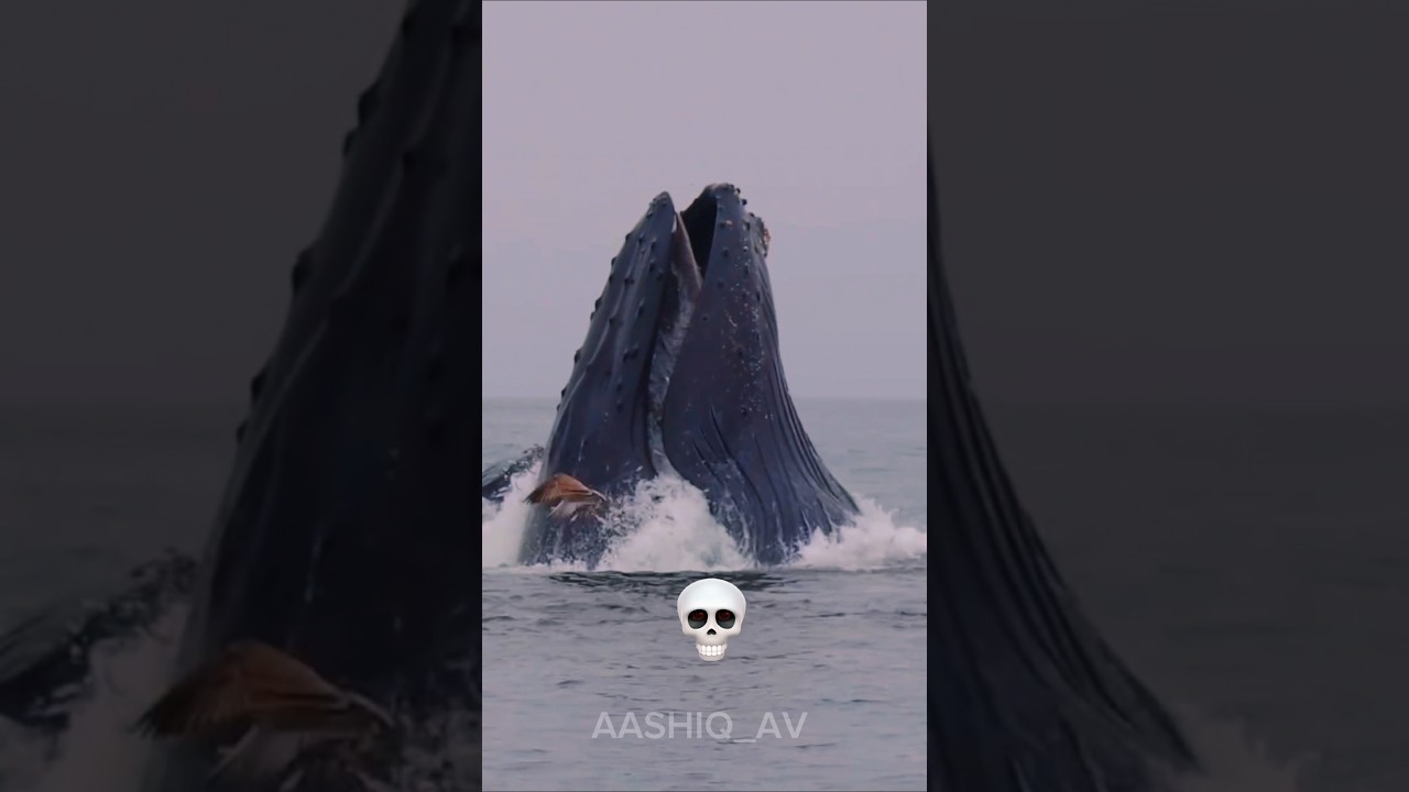 blue whale are can't be scary 💀