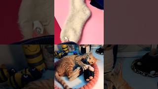 diy fat cat keychain from socks easy and cute😍♻️🥹