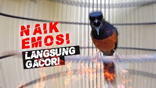 Murai Batu Nias Asli Hutan Nembak TAJEM Cocok untuk memancing GACOR dan Mastering