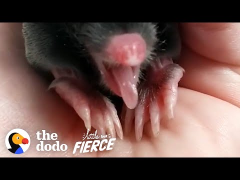 A Very Adorable Baby Mole Grows Up Overnight | The Dodo Little But Fierce