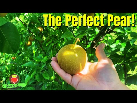 This Could Be the BEST Fruit Tree in YOUR Garden! Hosui Asian Pear