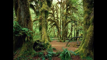 MagiCXbeats - Tree of Thoughts (Extended Version)