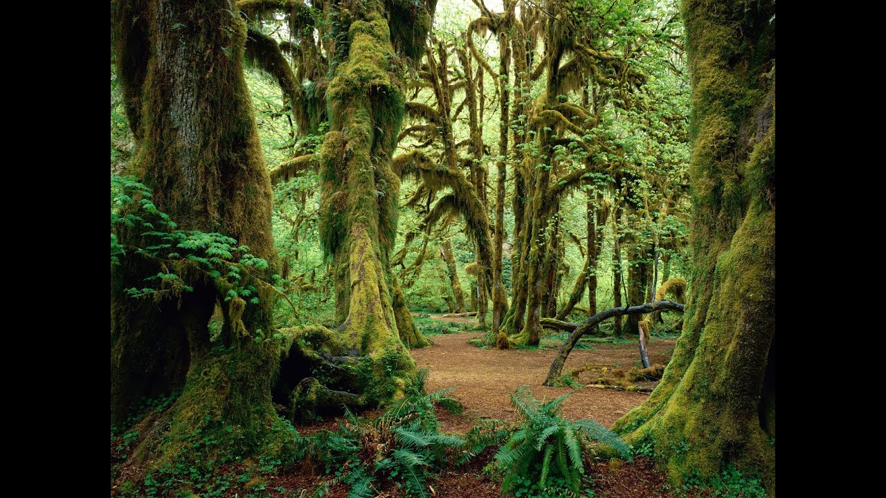 MagiCXbeats - Tree of Thoughts (Extended Version)