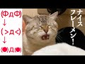 【猫のフレーメン】(ΦдΦ)→( ＞д＜)→(●)д(●)