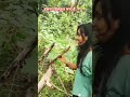 #viral#sortvideo#viralvideo#जंगल  का एनाकोंडा 😅😂