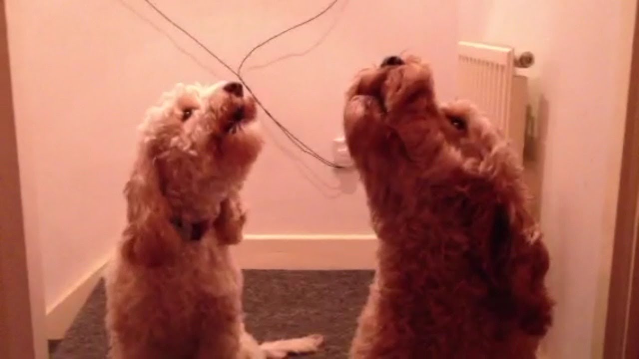 Cockapoo Dogs Singing On Command!!! - YouTube