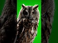 Owl Green Screen | Realistic Bird Animation | 4K Wildlife Footage