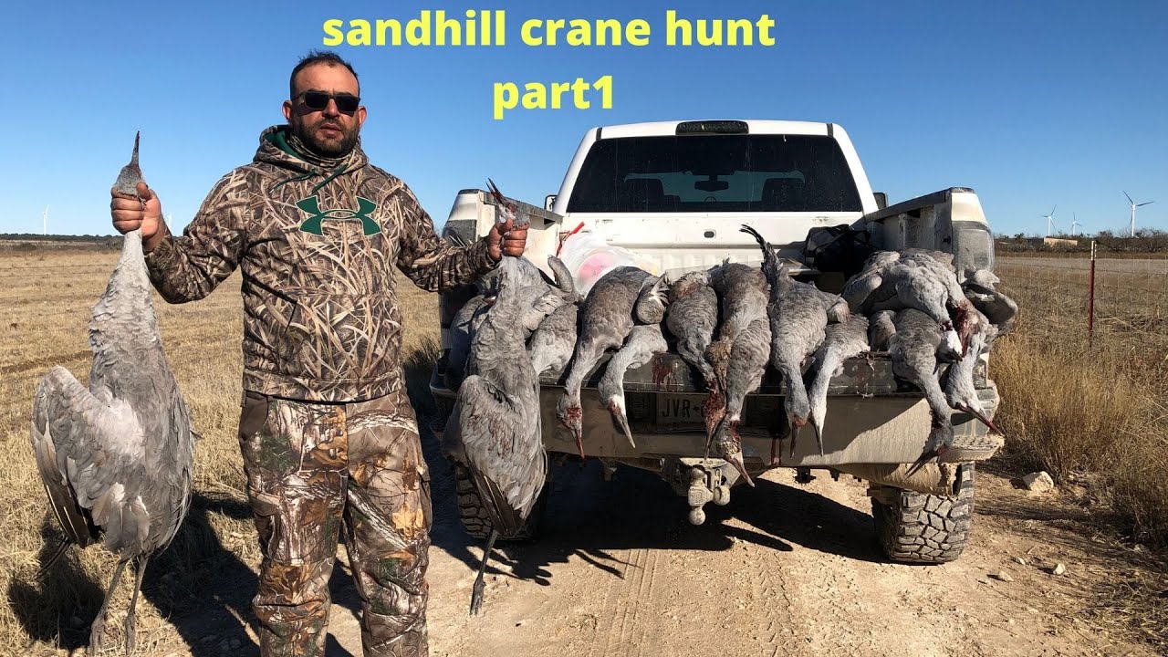 sandhill crane hunt west texas صيد الرهو الكرك في تكساس 