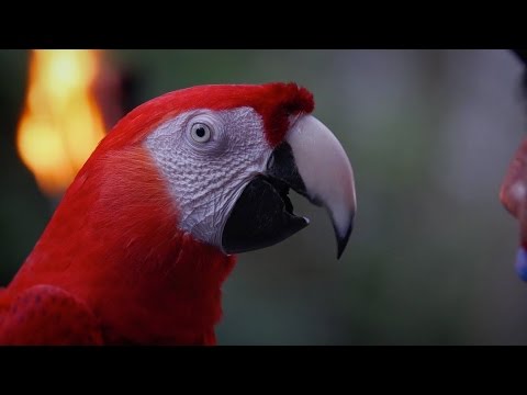 LA GUACAMAYA ROJA - THE SCARLET MACAW | Xcaret México! Cancún Eco Park