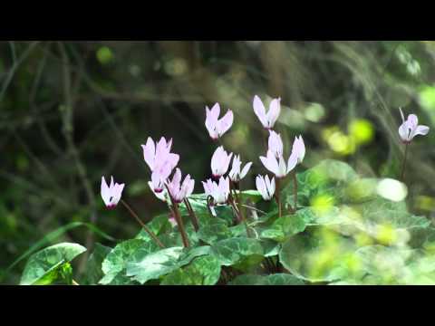 Purple Flowers Framed By Green Leaves Stock Video Footage