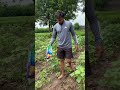 यूरिया खाद फ़सल में कैसे देवे#viral #trending #viralreels #motivation #shortsfeed #pawansahu #youtube